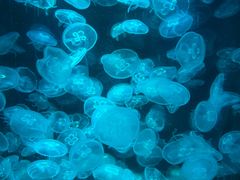 -萌宠奇缘(荣鼎店)