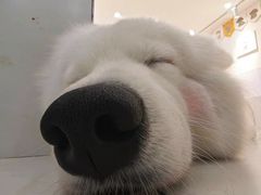 -汪说·狗咖·拼豆·宠物周边DIY(旺城大厦店)