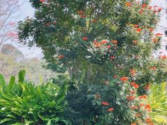-中国科学院西双版纳热带植物园