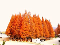 -紫金山山顶公园