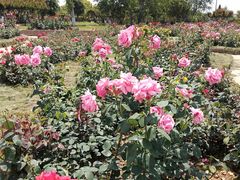 -武汉紫薇都市田园