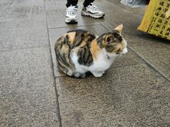 -西园戒幢律寺