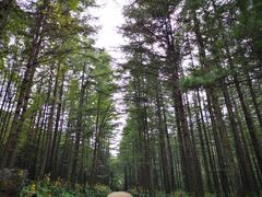 -洛阳白云山景区