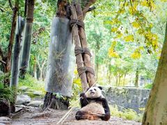 -都江堰中华大熊猫苑