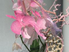 -荔湾湖公园
