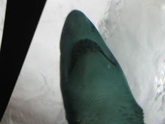 -悉尼海洋生物水族馆