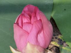 -洪湖生态旅游区