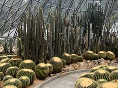-深圳仙湖植物园