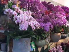 -双季花艺园艺市场(浦东店)
