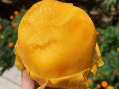 -樂桃源奉贤黄桃种植采摘基地