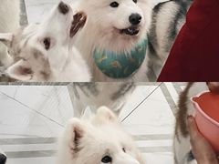 -星多哈·狗咖·拼豆·咖啡