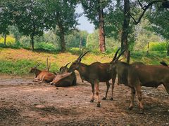 -北京野生动物园