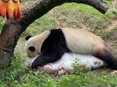 -广州长隆野生动物世界