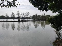 -大湾区中央湿地公园