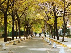 -三里屯东五街银杏大道