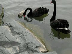 android_upload_pic-上海怡沁园度假酒店