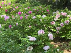 -洛阳市隋唐城遗址植物园