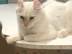 -猫小院猫主题餐厅(三里屯店)