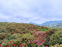 -贵州百里杜鹃风景名胜区