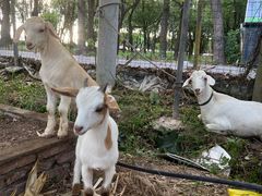 -马陆小张葡萄园农家乐