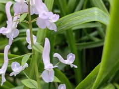 -普陀山风景区-佛顶山