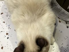 -Umiao与猫咖啡 猫咖