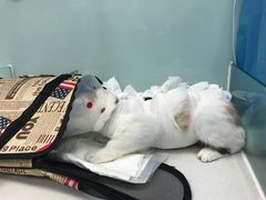 -纳吉亚猫专科动物诊疗中心(蒋宅口分院)
