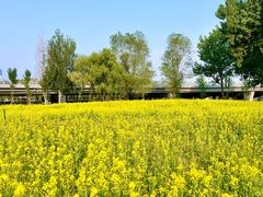 -长白岛森林公园