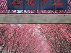 -合肥滨湖国家森林公园