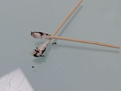 -宠福鑫康馨动物医院·骨科·眼科