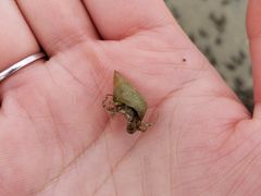 -红树林天天赶海