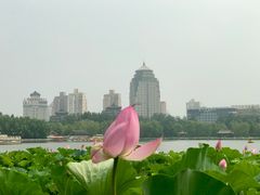 -莲花池公园