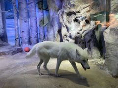 -芜湖新华联大白鲸海洋公园