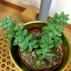 -Yukina Plus专业日式美肌