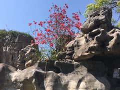 -上海鲜花港