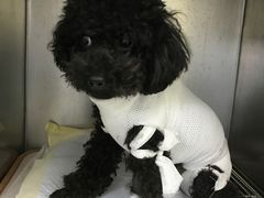 -安安宠医·安宠宠物医院