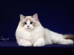 -超宠爱宠物摄影-Super pet