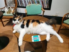 -猫色咖啡·猫咖