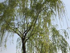 -洨河生态公园