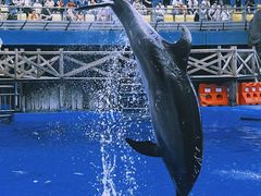 -海合安成都极地海洋公园