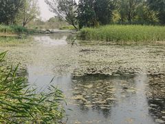 -绿堤公园