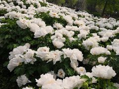 -洛阳市隋唐城遗址植物园