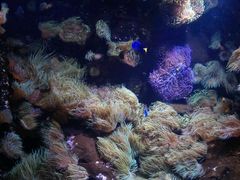 -悉尼海洋生物水族馆