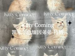 -小猫来了·猫舍(红山六九七九店)