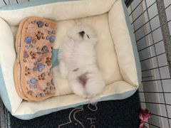 -艾贝尔宠物医院·狂犬免疫点(江山金象城店)