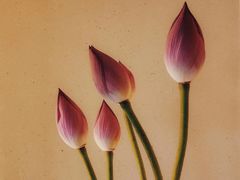 -觀芷隐轩