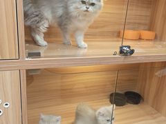 -猫十亿·布偶金渐层·曼基康矮脚猫舍(青年路店)