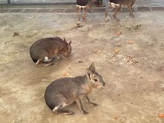 -石家庄市动物园