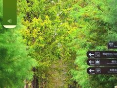 -合肥滨湖国家森林公园