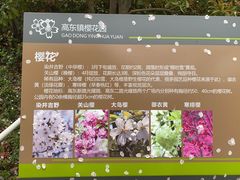 -高东镇樱花园